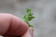 Centipeda cunninghamii