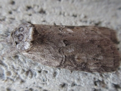 Nycteola asiatica