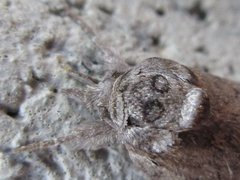 Nycteola asiatica