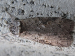 Nycteola asiatica