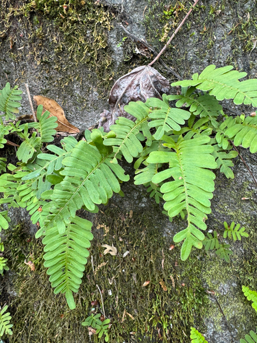 resurrection fern (Pleopeltis michauxiana)