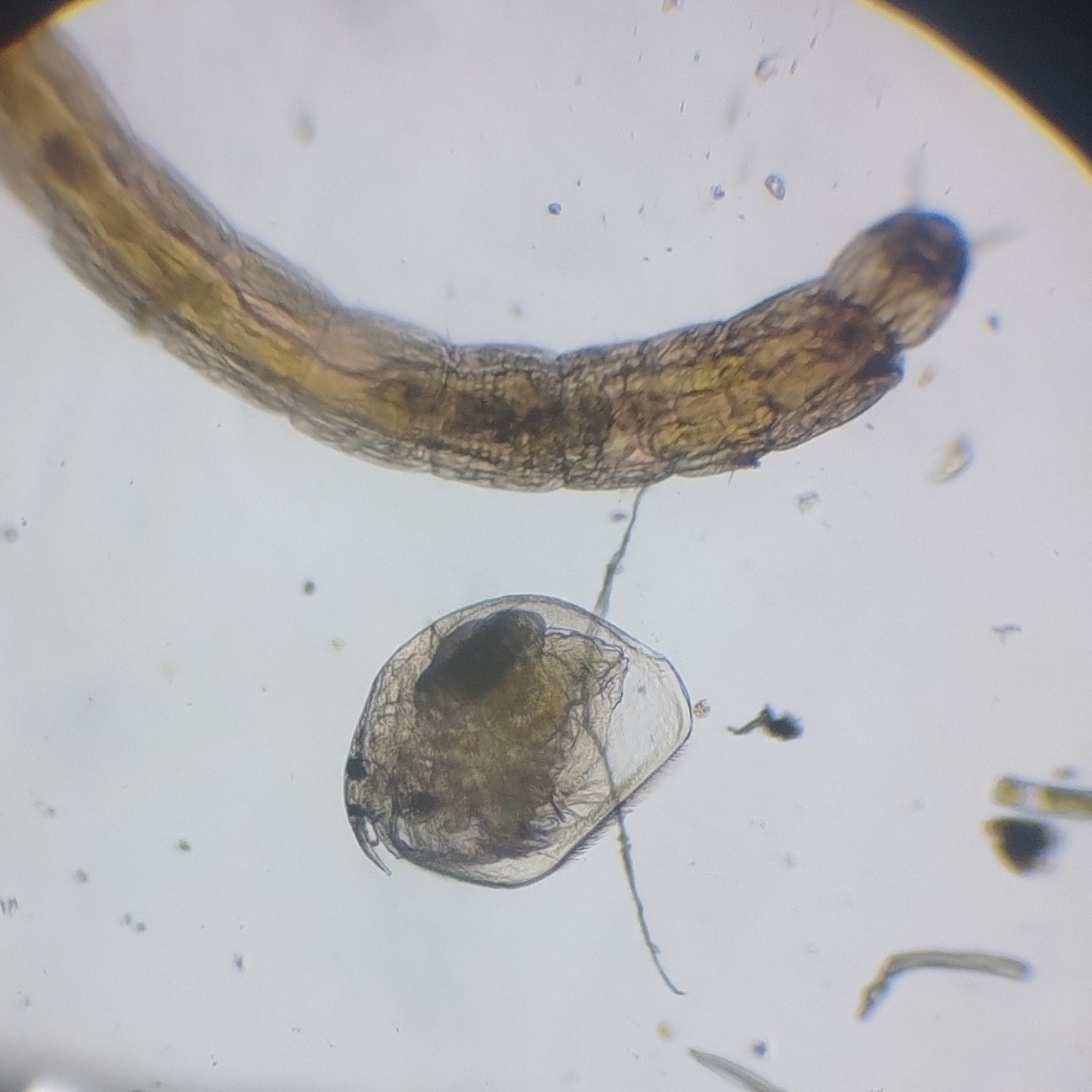 Picripleuroxus denticulatus (Birge, 1879)