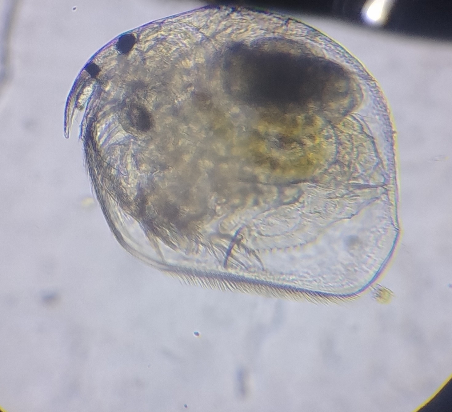Picripleuroxus denticulatus (Birge, 1879)