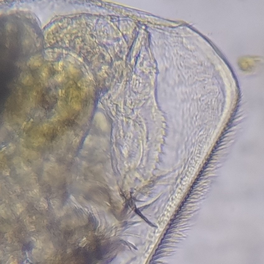 Picripleuroxus denticulatus (Birge, 1879)