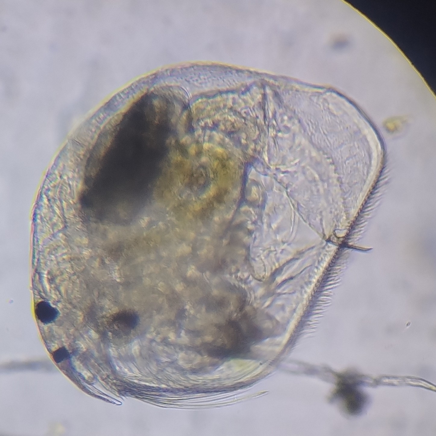Picripleuroxus denticulatus (Birge, 1879)