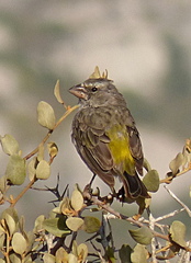 Crithagra albogularis