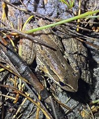 Litoria adelaidensis