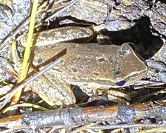 Litoria adelaidensis
