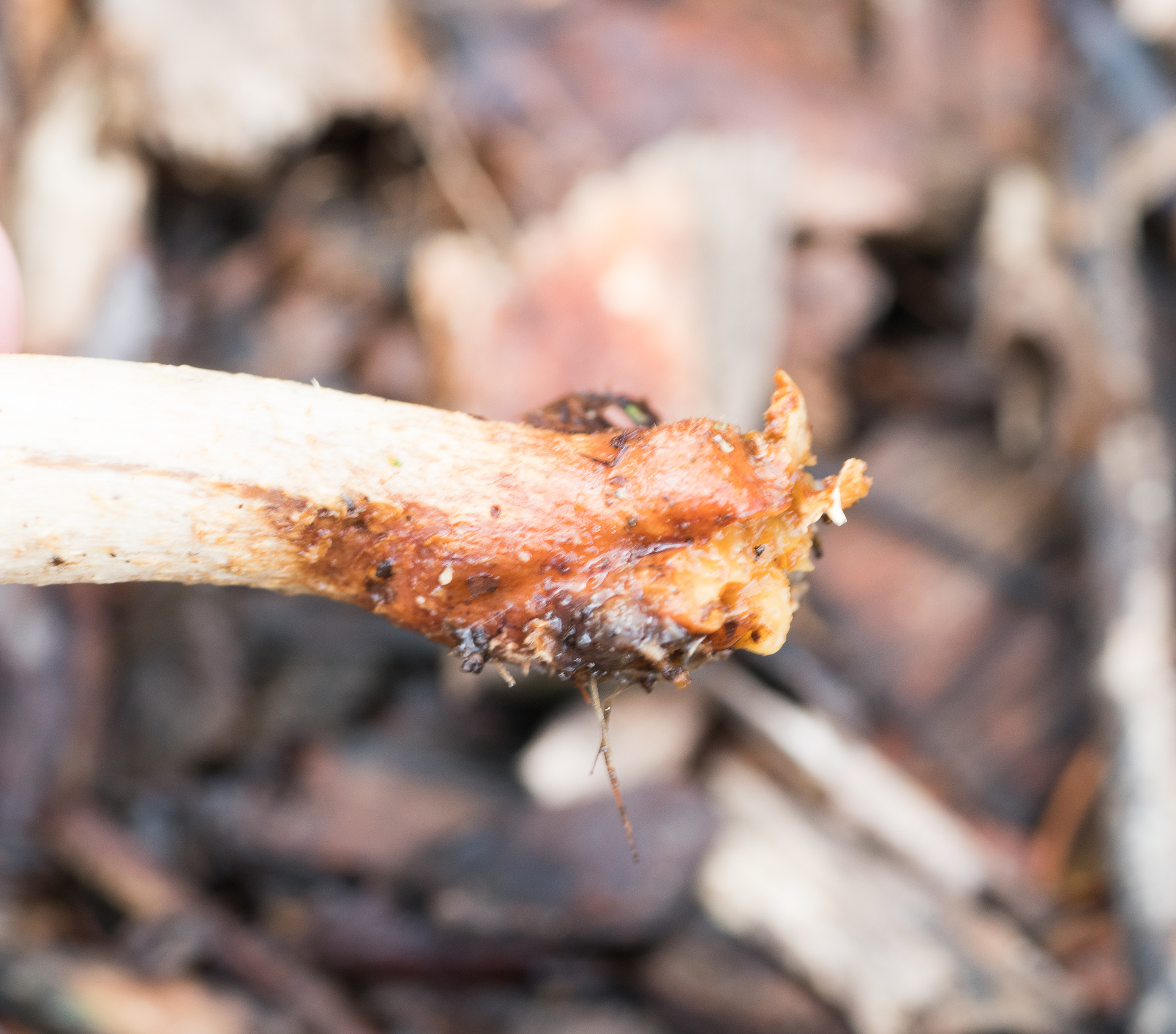 Leratiomyces percevalii image
