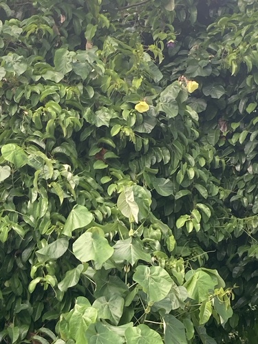 Sea Hibiscus (Hibiscus tiliaceus)