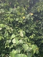 Strandhibiskus (Hibiscus tiliaceus)