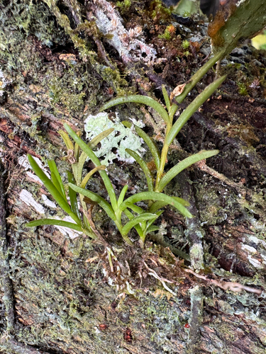 Redblotch tufted orchid (Jacquiniella globosa)