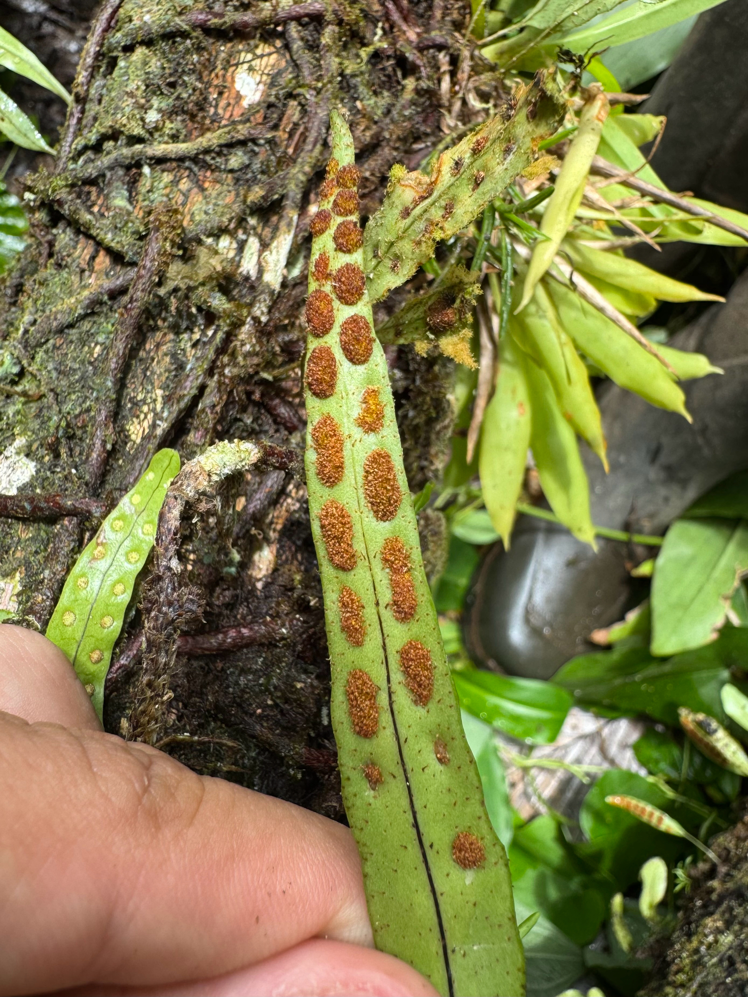Starscale Fern (Pleopeltis astrolepis)