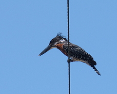 Megaceryle maxima maxima