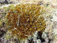 Aciphylla simplex