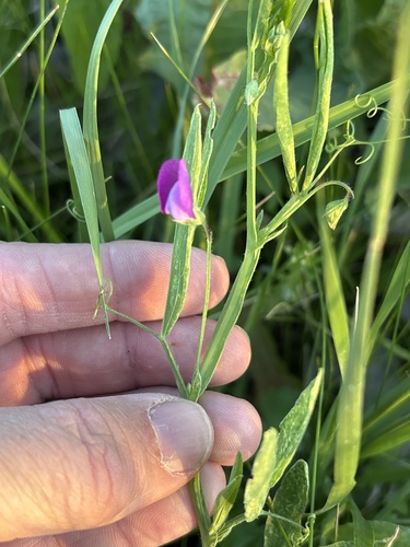 Hairy Vetchling (Lathyrus hirsutus)