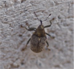 Ceutorhynchus pallidactylus