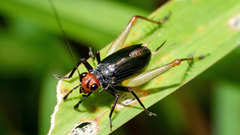 Trigonidium erythrocephalum