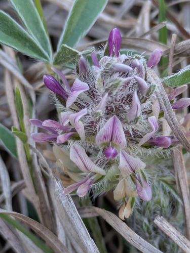 Little Indian breadroot (Pediomelum hypogaeum)