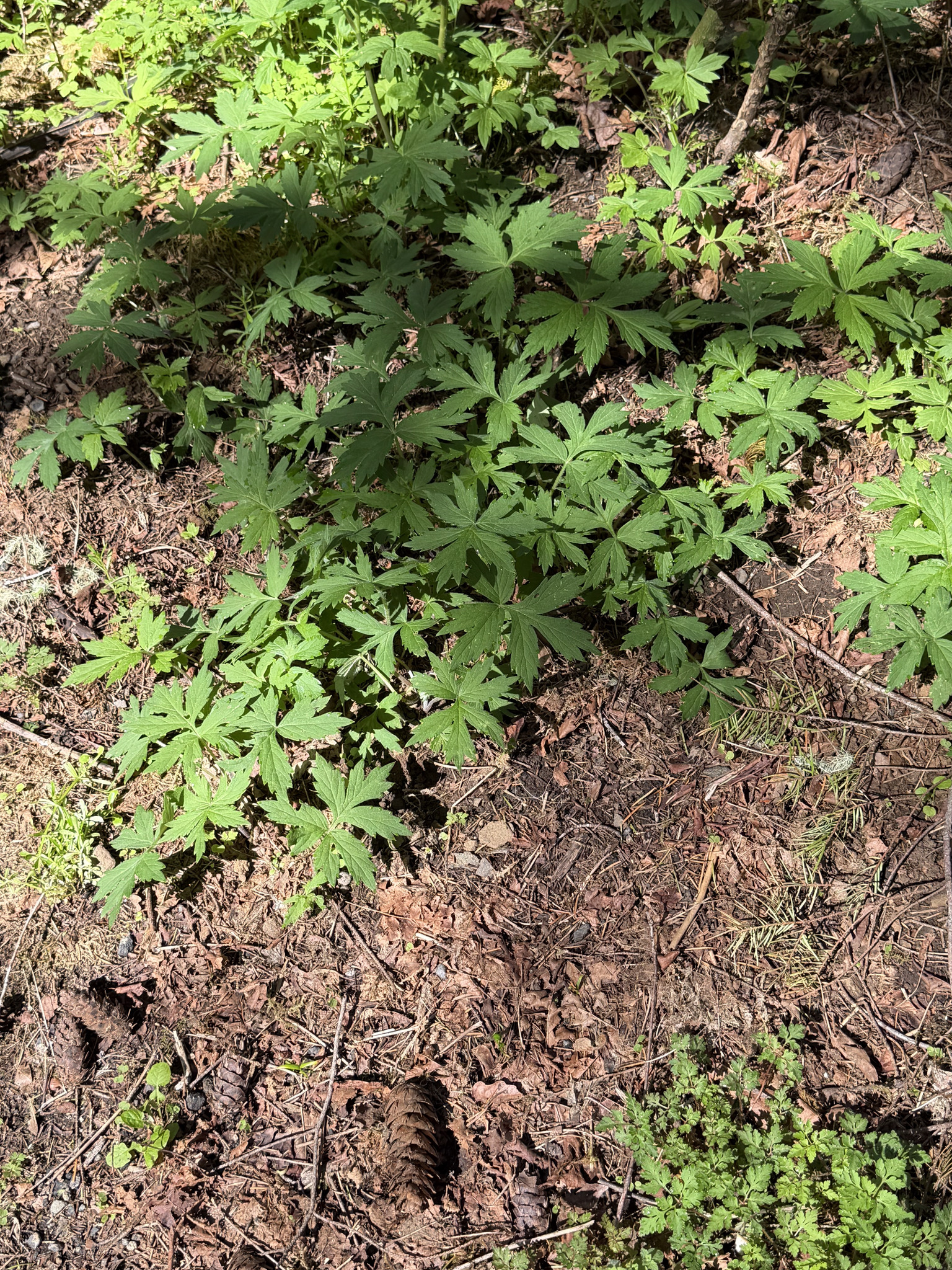 Pacific Waterleaf (Hydrophyllum tenuipes)