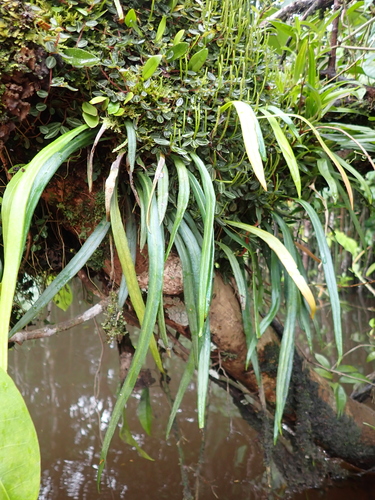 Ananthacorus angustifolius observed 2026-04-03