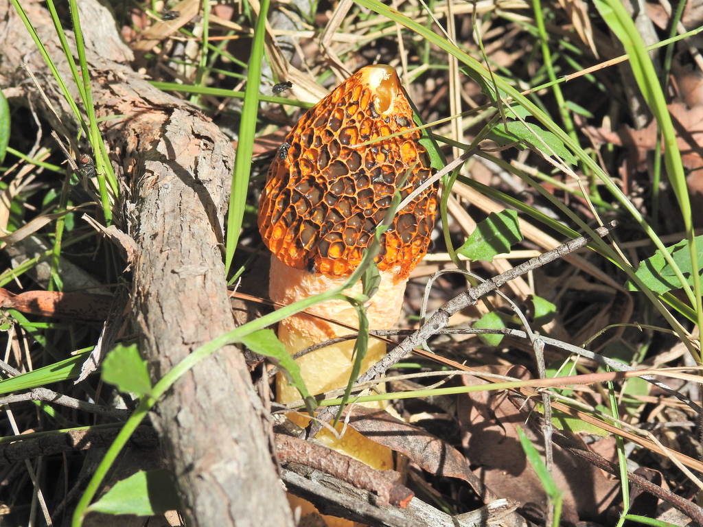 Phallus multicolor · April 2026 · photo: © scottwgavins (iNaturalist, cc-by)