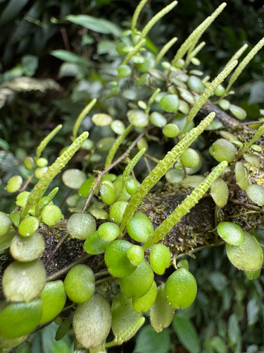 jade necklace (Peperomia rotundifolia)