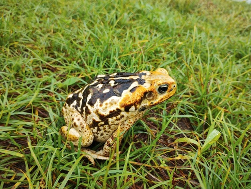 Cururu Toad