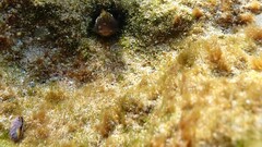 Itajobi Blenny photo 5