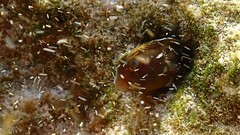 Itajobi Blenny photo 3