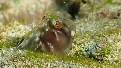 Itajobi Blenny photo 2
