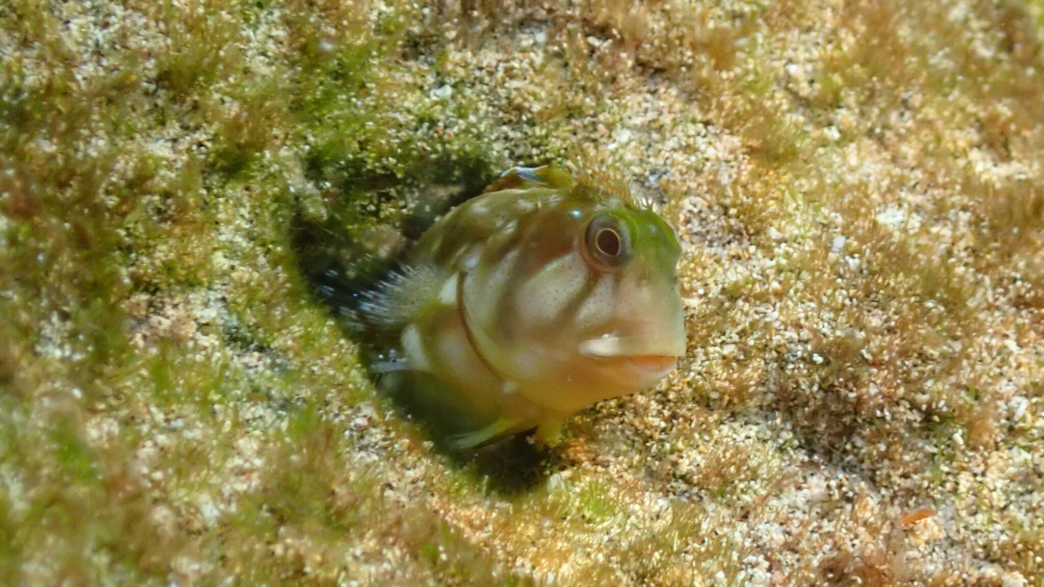 Itajobi Blenny photo 7