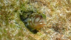 Itajobi Blenny photo 1