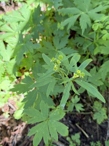 woodland buttercup (Ranunculus uncinatus)