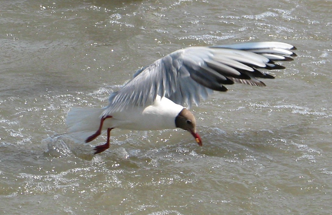 Black-headed Gull