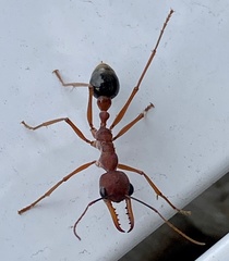 Myrmecia analis