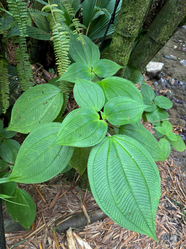 White Hogwood (Miconia sciaphila)