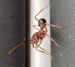 Myrmecia analis