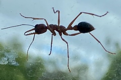Myrmecia analis