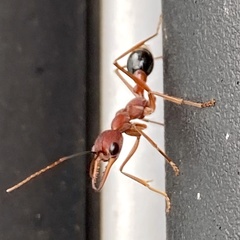 Myrmecia analis