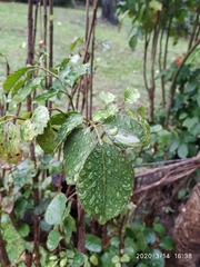 Polyscias balfouriana