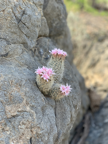 Whitecolumn Foxtail Cactus (Escobaria tuberculosa)