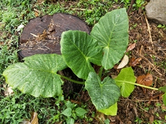 Asian Taro - Photo (c) Huang Tzuling, some rights reserved (CC BY-NC), uploaded by Huang Tzuling