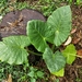 Asian Taro - Photo (c) Huang Tzuling, some rights reserved (CC BY-NC), uploaded by Huang Tzuling