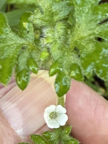 small-flowered nemophila (Nemophila parviflora)
