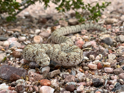 Chihuahuan Hook-nosed Snake