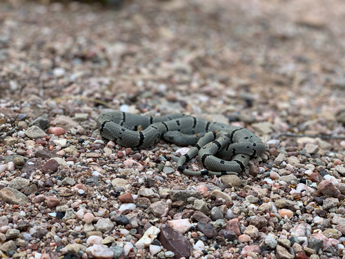 Gray-banded Kingsnake