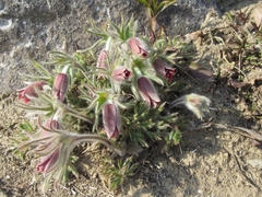 Pulsatilla cernua