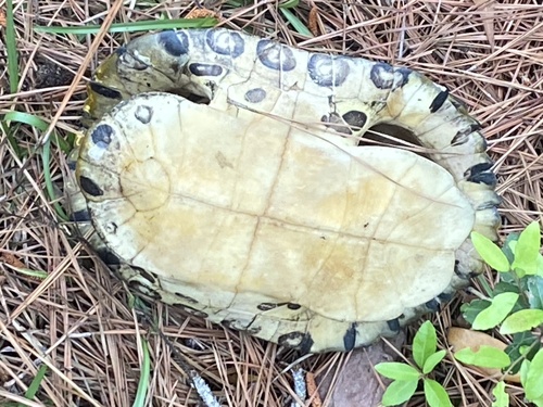 Trachemys scripta