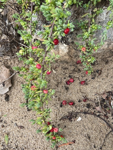 Barrier Saltbush